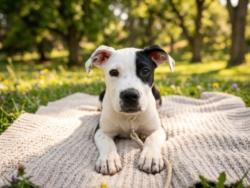 Shelter Stray Male Dog last seen , 957 N Gaffey St, San Pedro, CA 90731, USA