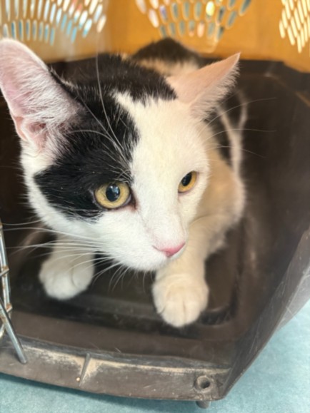 Shelter Stray Female Cat last seen , West Valley Animal Shelter, 20655 Plummer St, Chatsworth, CA 91311, USA
