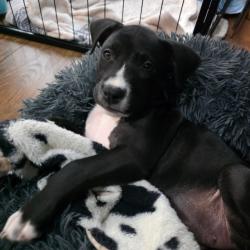 Shelter Stray Female Dog last seen , 4710 TX-151, San Antonio, TX 78227, USA