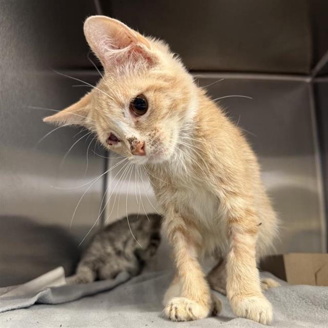 Shelter Stray Male Cat last seen Near BLOCK LAURELWOOD, 4710 TX-151, San Antonio, TX 78227, USA