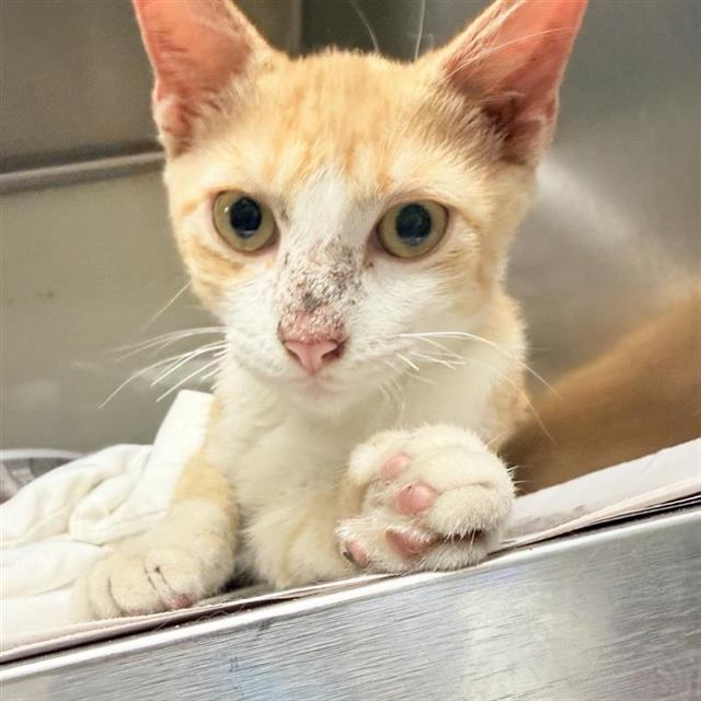 Shelter Stray Male Cat last seen Near BLOCK OF MANNING, 4710 TX-151, San Antonio, TX 78227, USA