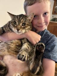 Lost Male Cat last seen Summit and Howell, Saint Paul, MN 55105