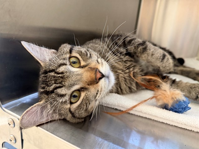 Shelter Stray Male Cat last seen Near BLOCK FLORENCE ST, 12155 Park Blvd, Brighton, CO 80601, USA
