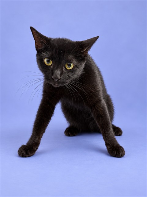 Shelter Stray Female Cat last seen , 1601 Airport Rd, Shelby, NC 28150, USA