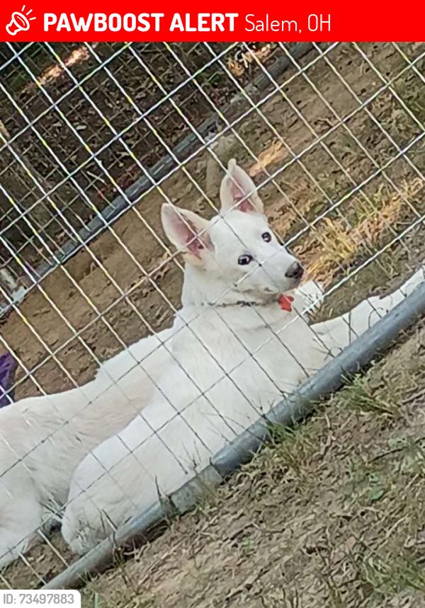 Lost Female Dog last seen Near and the bypass, Salem, OH 44460