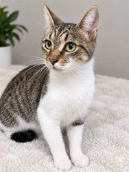 Shelter Stray Female Cat last seen , 1601 Airport Rd, Shelby, NC 28150, USA