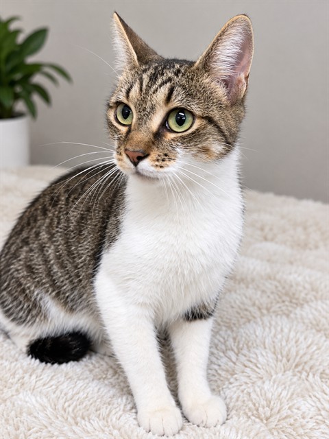 Shelter Stray Female Cat last seen , 1601 Airport Rd, Shelby, NC 28150, USA