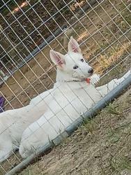 Lost Female Dog last seen Near and the bypass, Salem, OH 44460