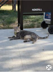 Lost Female Cat last seen 19thAve E, Tacoma, WA 98404