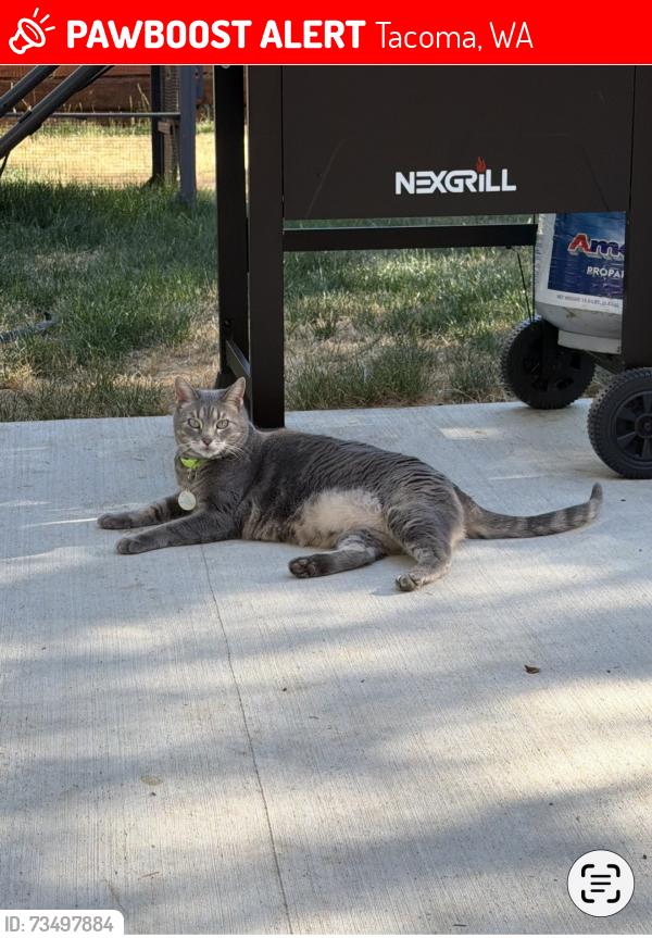 Lost Female Cat last seen 19thAve E, Tacoma, WA 98404