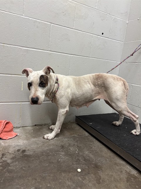 Shelter Stray Female Dog last seen BLEWETT DR/LUCAS AND HUNT RD,63136, 10521 Baur Blvd, Olivette, MO 63132, USA