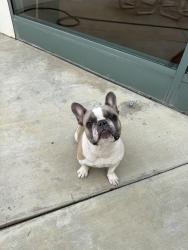 Found/Stray Female Dog last seen Arden Dr. / Valley, El Monte, CA 91731