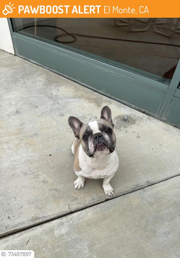 Found/Stray Female Dog last seen Arden Dr. / Valley, El Monte, CA 91731
