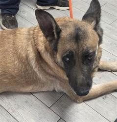 Shelter Stray Female Dog last seen RUNNING SIERRA WAY/ NEAR RED BARN KERNVILLE CA 93238, 3951 Fruitvale Ave, Bakersfield, CA 93308, USA