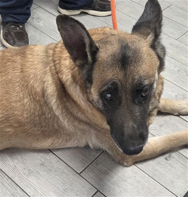 Shelter Stray Female Dog last seen RUNNING SIERRA WAY/ NEAR RED BARN KERNVILLE CA 93238, 3951 Fruitvale Ave, Bakersfield, CA 93308, USA
