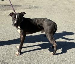 Shelter Stray Male Dog last seen Near BLOCK MONTANA AVE, 3528 Newburg Rd, Louisville, KY 40218, USA