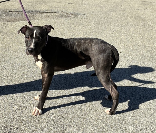 Shelter Stray Male Dog last seen Near BLOCK MONTANA AVE, 3528 Newburg Rd, Louisville, KY 40218, USA