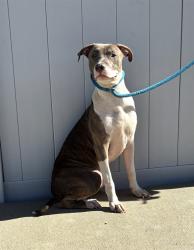 Shelter Stray Male Dog last seen Near BLOCK MONTANA AVE, 3528 Newburg Rd, Louisville, KY 40218, USA