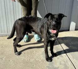Shelter Stray Male Dog last seen Near BLOCK TAYLOR BLVD, 3528 Newburg Rd, Louisville, KY 40218, USA
