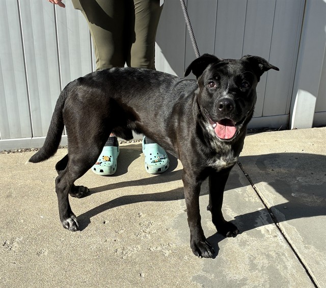 Shelter Stray Male Dog last seen Near BLOCK TAYLOR BLVD, 3528 Newburg Rd, Louisville, KY 40218, USA