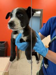 Shelter Stray Female Dog last seen 28TH @ MUHAMMED ALI, 3528 Newburg Rd, Louisville, KY 40218, USA