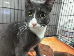 Shelter Stray Male Cat last seen , 14409 Vanowen St, Van Nuys, CA 91405, USA