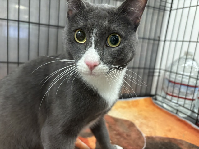 Shelter Stray Male Cat last seen , 14409 Vanowen St, Van Nuys, CA 91405, USA