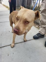 Shelter Stray Female Dog last seen 2ND ST/ EYE ST, BAKERSFIELD CA, 201 S Mt Vernon Ave, Bakersfield, CA 93307, USA