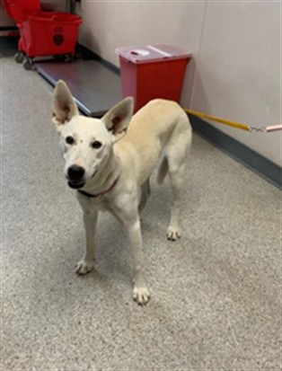Shelter Stray Female Dog last seen RD 196 AVE 184 SOUTH PLAIN VIEW, Visalia, CA 93292, USA