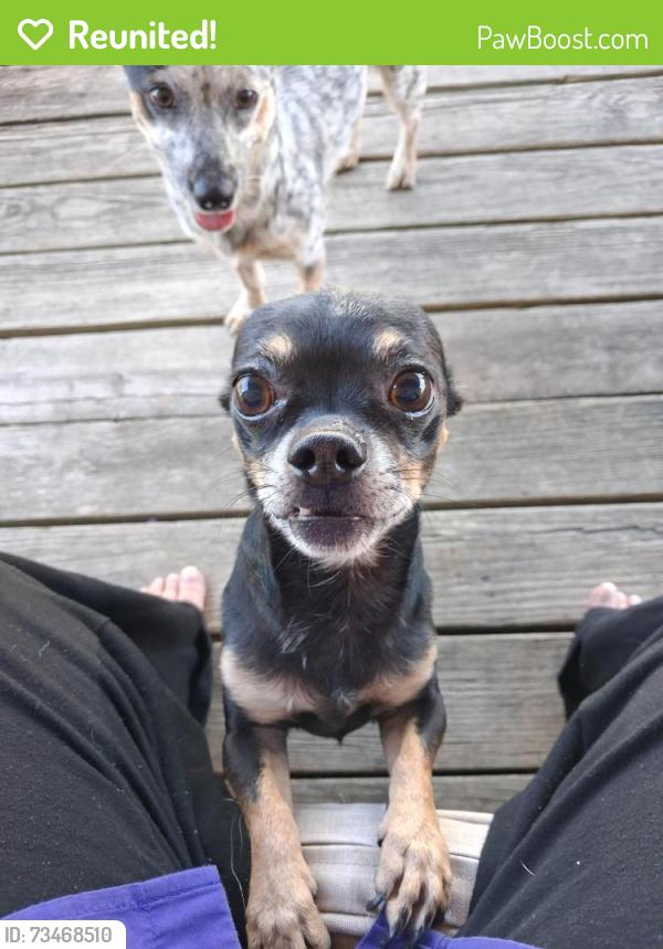 Reunited Male Dog last seen Highway 60, Aurora, MO 65605