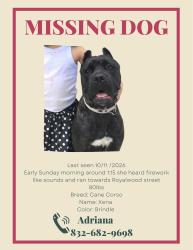 Lost Female Dog last seen Treshill court, Houston, TX 77049