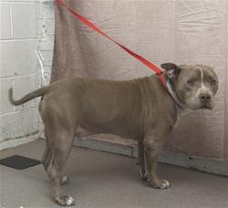 Shelter Stray Male Dog last seen Near BLOCK MERRILLE AVE, 333 Chandler Pl, San Bernardino, CA 92408, USA