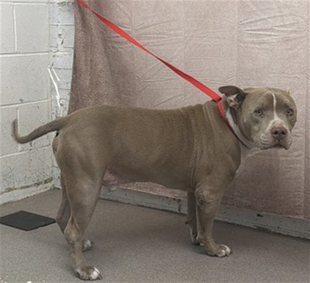 Shelter Stray Male Dog last seen Near BLOCK MERRILLE AVE, 333 Chandler Pl, San Bernardino, CA 92408, USA