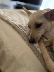 Lost Female Dog last seen Frontage Rd and Melvin Hill Rd… about 3/4 blocks from inrydection, Landrum, SC 29356