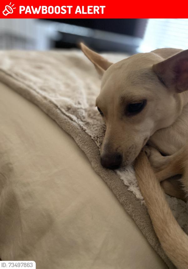 Lost Female Dog last seen Frontage Rd and Melvin Hill Rd… about 3/4 blocks from inrydection, Landrum, SC 29356
