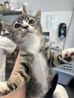 Shelter Stray Female Cat last seen ALAMANCE COUNTY, 221 Stone Quarry Rd, Burlington, NC 27217, USA