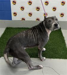 Shelter Stray Male Dog last seen TRISH DR / LAMAY DR, 19640 Dogpatch Ln, Land O' Lakes, FL 34638, USA