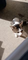 Found/Stray Male Cat last seen Avon on the lake community, Rochester Hills, MI 48309