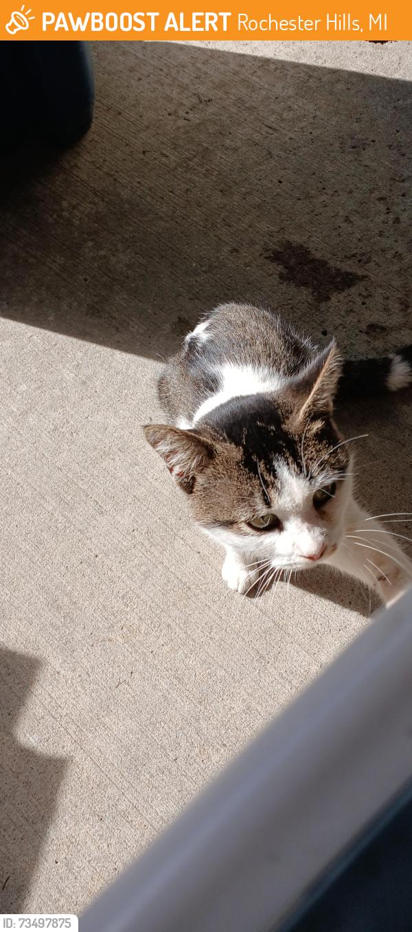 Found/Stray Male Cat last seen Avon on the lake community, Rochester Hills, MI 48309