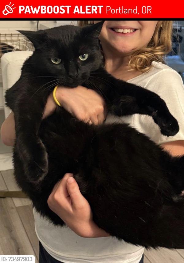 Lost Male Cat last seen Near SW 56th Pl, Portland, OR 97219