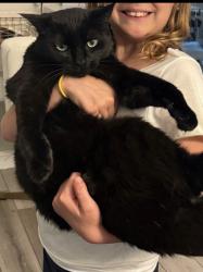 Lost Male Cat last seen Near SW 56th Pl, Portland, OR 97219