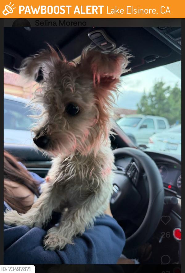 Found/Stray Male Dog last seen At Stater Bros off Mission Trail, Lake Elsinore, CA 92595