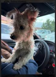 Found/Stray Male Dog last seen At Stater Bros off Mission Trail, Lake Elsinore, CA 92595
