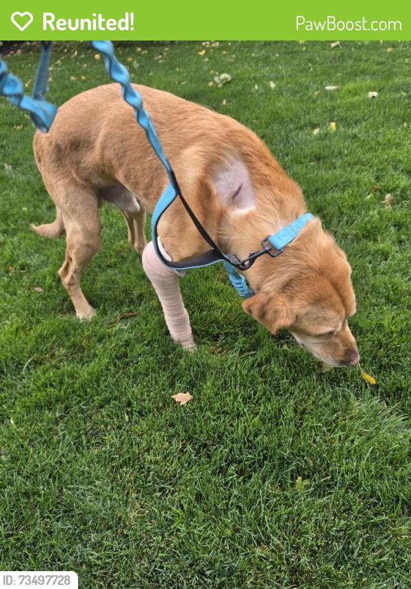 Reunited Male Dog last seen Lockhart, Holladay, UT 84124