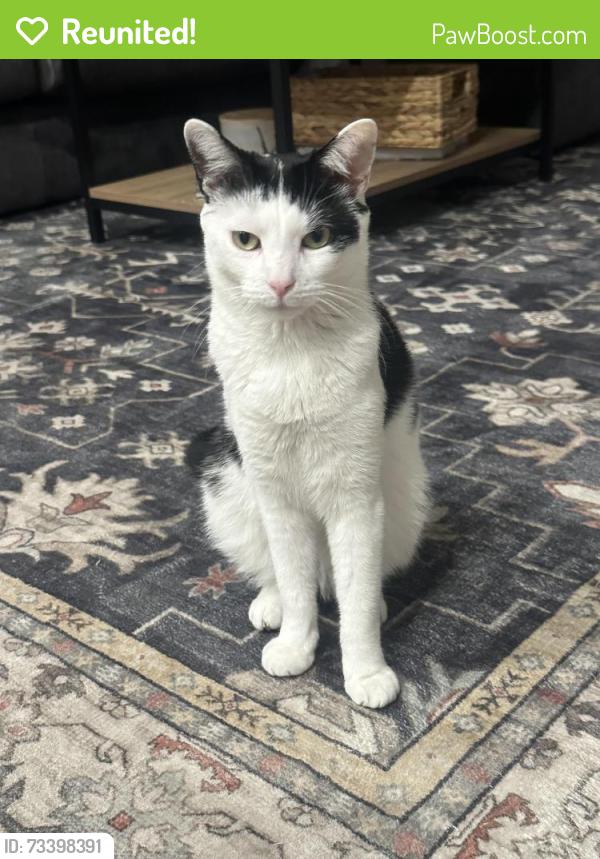 Reunited Male Cat last seen Hendersonville, TN, Hendersonville, TN 37075