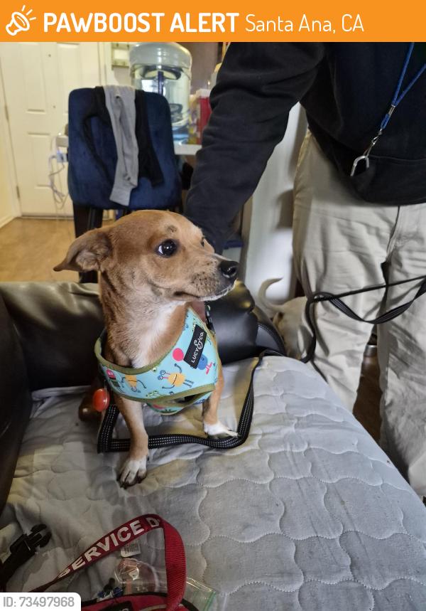 Found/Stray Female Dog last seen Memory Lane and city drive, Santa Ana, CA 92706