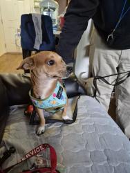 Found/Stray Female Dog last seen Memory Lane and city drive, Santa Ana, CA 92706