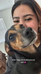 Reunited Male Dog last seen Near and grand on 183rd drive, Wittmann, AZ 85361