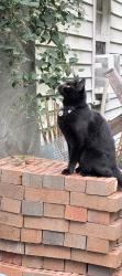 Lost Female Cat last seen Chestnut and Briar field, Newport News, VA 23605