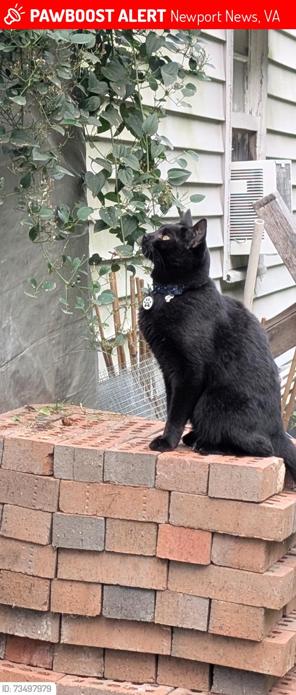Lost Female Cat last seen Chestnut and Briar field, Newport News, VA 23605